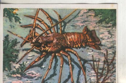 Cromos: Historia Natural numero 258