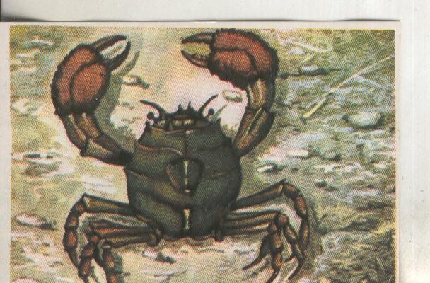 Cromos: Historia Natural numero 259