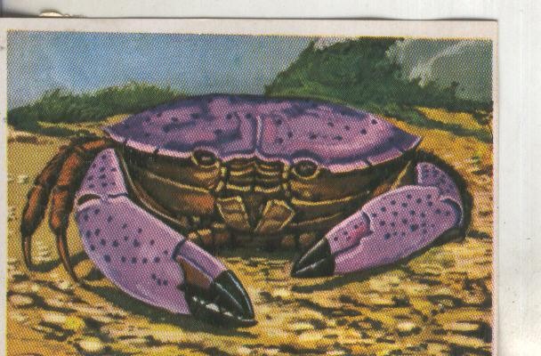 Cromos: Historia Natural numero 260