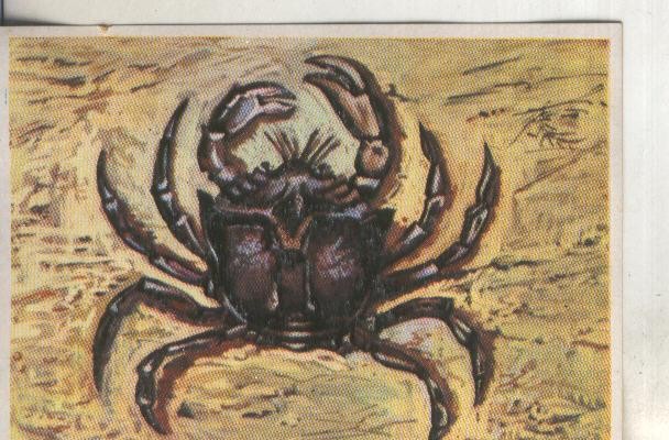 Cromos: Historia Natural numero 261