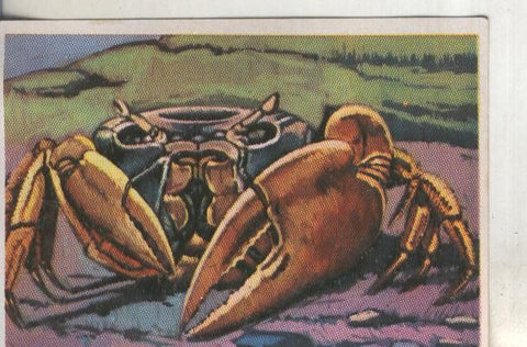 Cromos: Historia Natural numero 262
