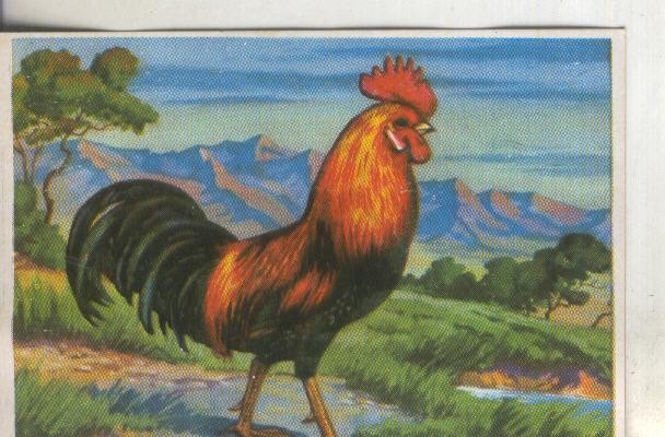 Cromos: Historia Natural numero 263