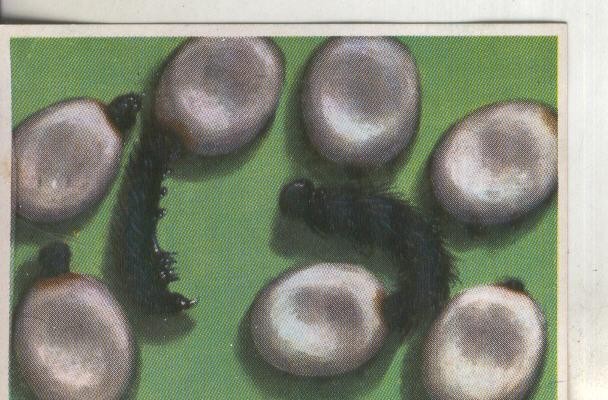 Cromos: Historia Natural numero 265