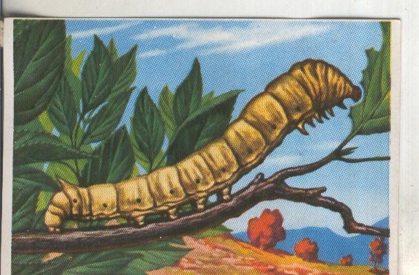 Cromos: Historia Natural numero 266