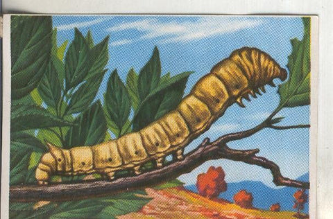 Cromos: Historia Natural numero 266