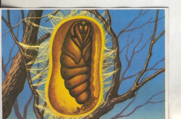 Cromos: Historia Natural numero 269
