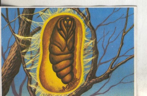 Cromos: Historia Natural numero 269