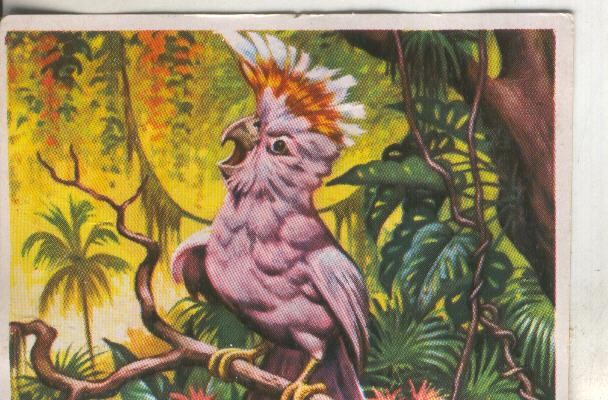 Cromos: Historia Natural numero 273