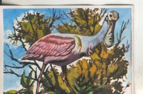 Cromos: Historia Natural numero 274