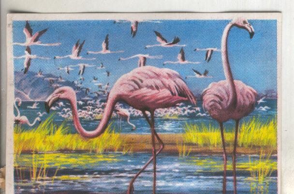 Cromos: Historia Natural numero 275