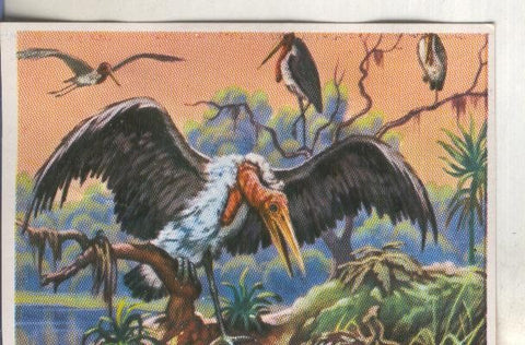 Cromos: Historia Natural numero 276
