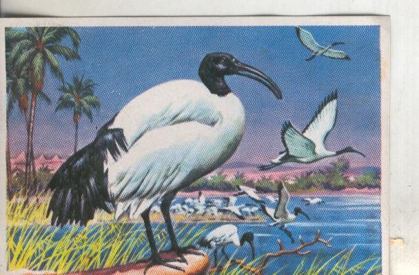 Cromos: Historia Natural numero 277