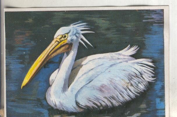 Cromos: Historia Natural numero 278