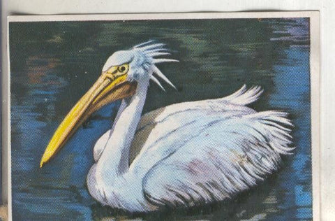 Cromos: Historia Natural numero 278