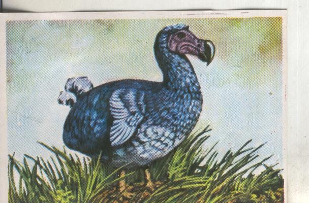 Cromos: Historia Natural numero 281