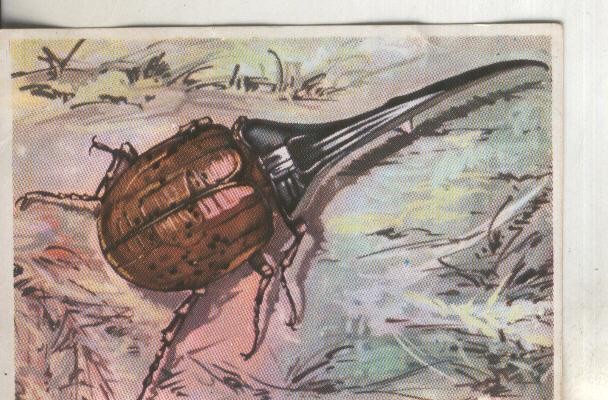 Cromos: Historia Natural numero 283