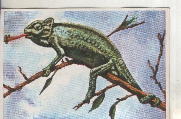 Cromos: Historia Natural numero 284