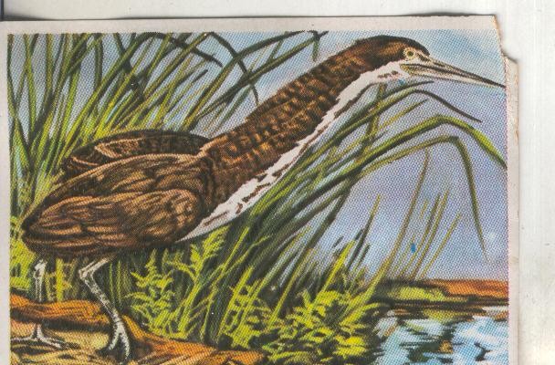 Cromos: Historia Natural numero 286