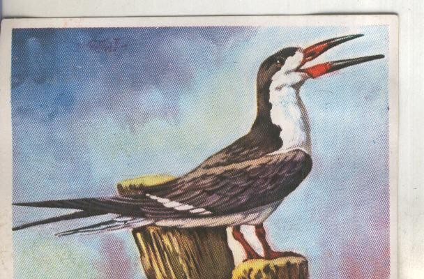 Cromos: Historia Natural numero 287