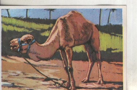 Cromos: Historia Natural numero 290