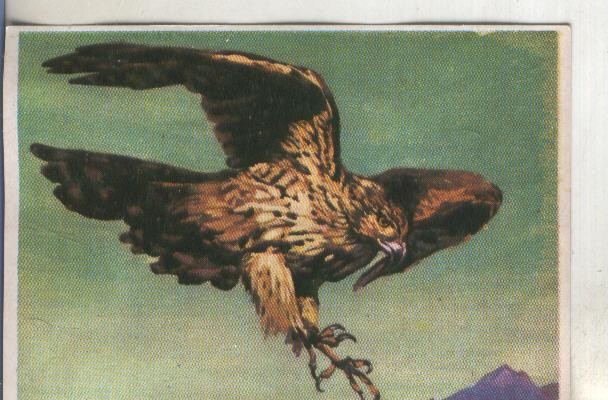 Cromos: Historia Natural numero 294