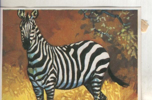 Cromos: Historia Natural numero 295