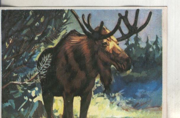 Cromos: Historia Natural numero 296