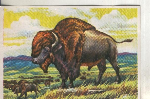 Cromos: Historia Natural numero 297