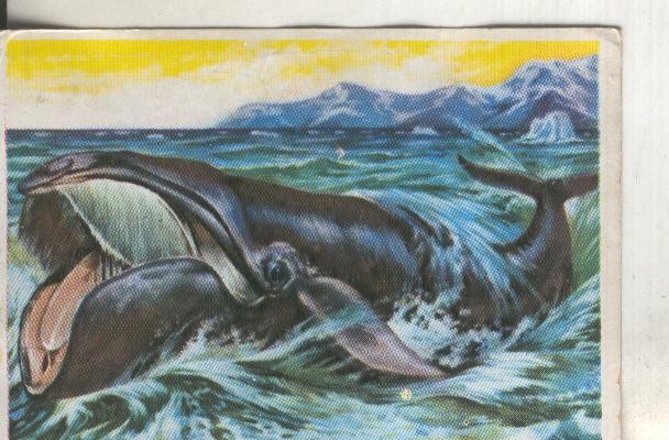 Cromos: Historia Natural numero 298