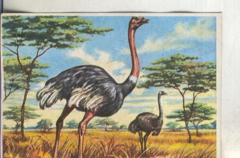 Cromos: Historia Natural numero 299
