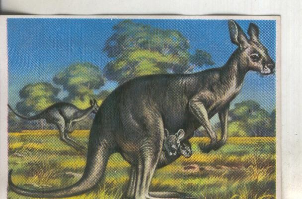 Cromos: Historia Natural numero 300