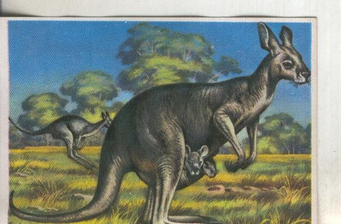 Cromos: Historia Natural numero 300