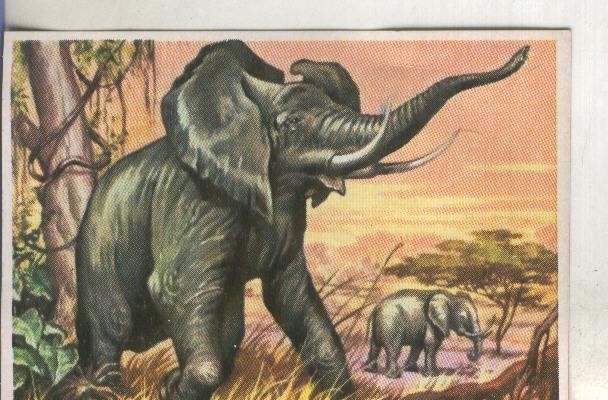 Cromos: Historia Natural numero 304