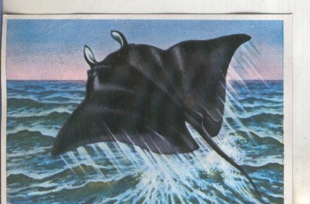 Cromos: Historia Natural numero 311