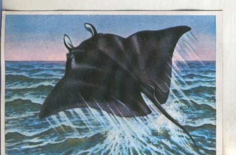 Cromos: Historia Natural numero 311
