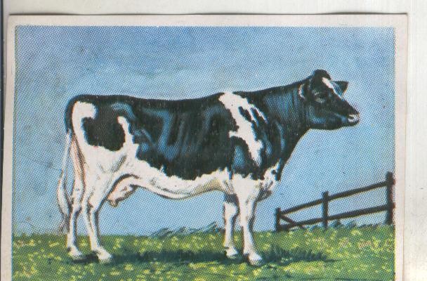 Cromos: Historia Natural numero 313