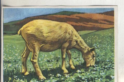 Cromos: Historia Natural numero 315
