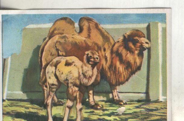 Cromos: Historia Natural numero 316