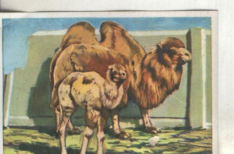 Cromos: Historia Natural numero 316