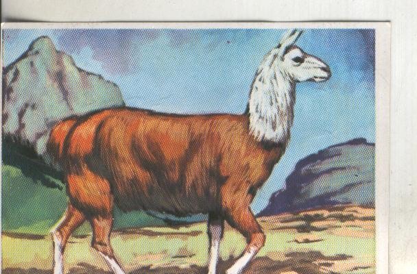 Cromos: Historia Natural numero 317