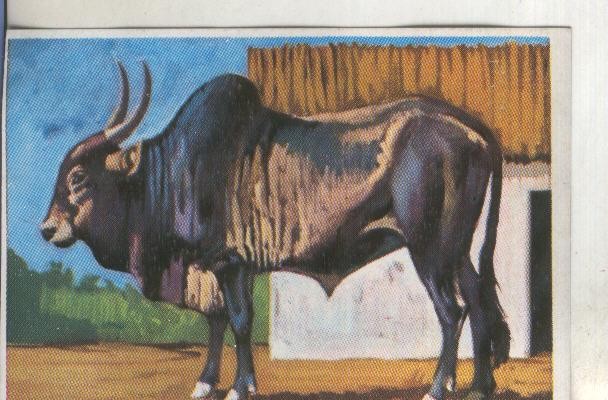 Cromos: Historia Natural numero 318