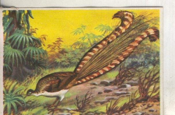 Cromos: Historia Natural numero 323