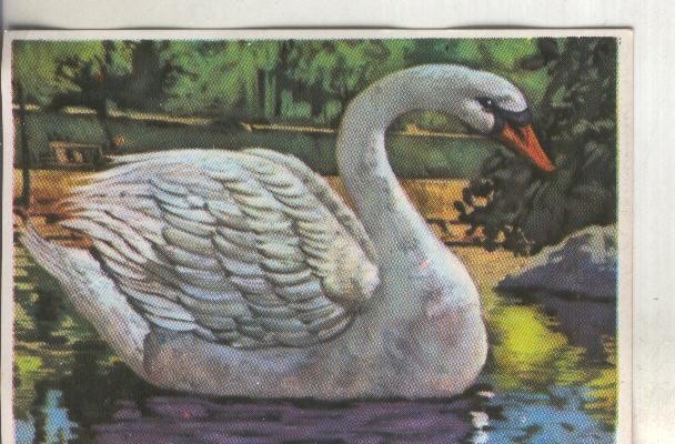 Cromos: Historia Natural numero 324