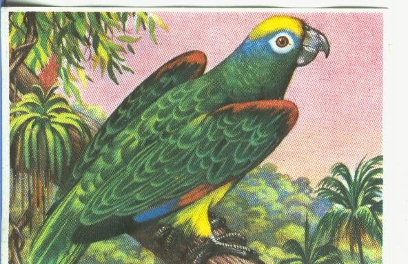 Cromos: Historia Natural numero 331