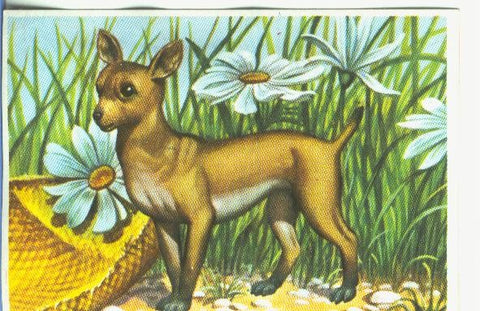 Cromos: Historia Natural numero 333