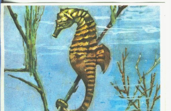 Cromos: Historia Natural numero 335