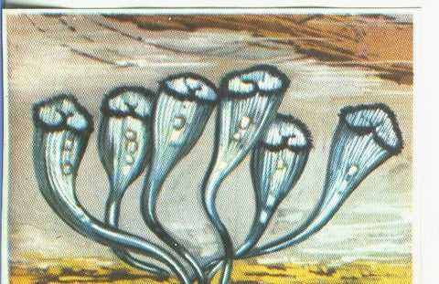 Cromos: Historia Natural numero 337
