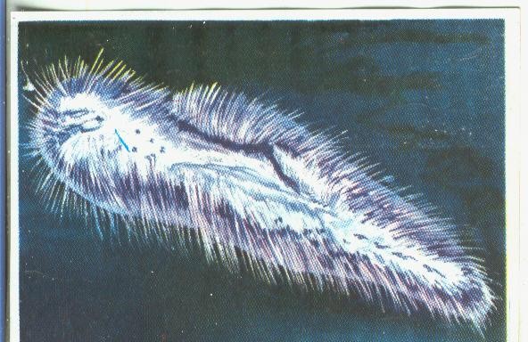 Cromos: Historia Natural numero 342