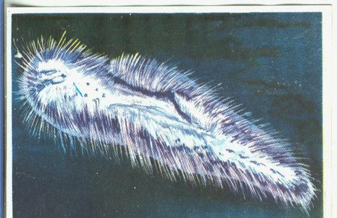 Cromos: Historia Natural numero 342