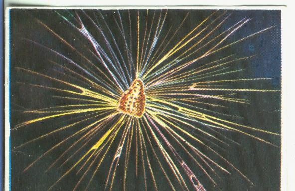 Cromos: Historia Natural numero 343